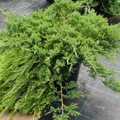 Juniperus horizontalis 'Prince of Wales' - Roomav kadakas 'Prince of Wales' P9/0,55L